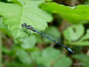 Variable Damselfly male