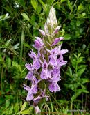 Brenne x Heath type hybrid