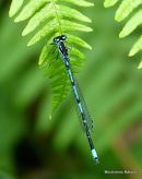 Variable Damselfly male