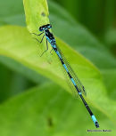 Variable Damselfly male