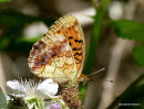 Marbled Fritillary, Le Nacre de la ronce