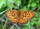 Marbled Fritillary