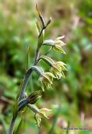 Small-leaved Helleborine