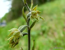 Small-leaved Helleborine