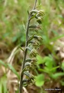 Small-leaved Helleborine
