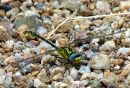 Yellow Clubtail male