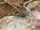 Yellow Clubtail male