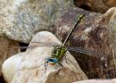 Yellow Clubtail male