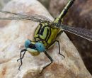 Yellow Clubtail male