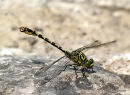 Green-eyed Hooktail male, Gomphus a pinces