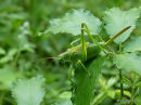 Great Green Bush-cricket female imm