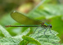 Banded Demoiselle female
