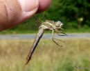 Southern Skimmer female