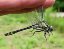 Common Clubtail male