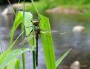 Brilliant Emerald male teneral