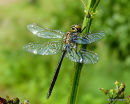 Brilliant Emerald male teneral