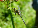 Brilliant Emerald male teneral
