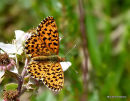 Weaver's Fritillary male