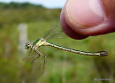 Scarce Emerald Damselfly female