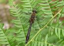 Downy Emerald male