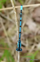 Common Blue Damselfly male