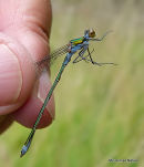 Common Emerald male imm