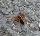 Raft Spider sp