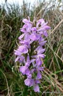Brenne x Heath type hybrid
