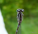 Variable Damselfly female