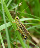 Large Marsh Grasshopper  Stethophyma grossum