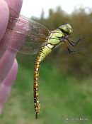 Southern Migrant Hawker female