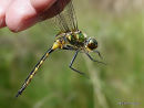 Yellow-spotted Emerald male
