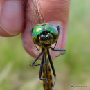 Yellow-spotted Emerald male