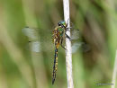 Yellow-spotted Emerald male