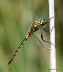 Yellow-spotted Emerald male