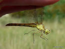 Southern Darter female