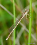 Winter Damselfly female 