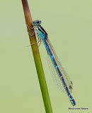 Dainty Damselfly female