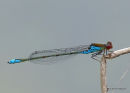 Small Red-eyed Damselfly male