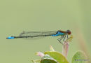 Small Red-eyed Damselfly male