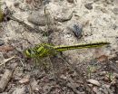Western Clubtail female