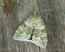 Red Underwing Catocala nupta