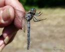 Keeled Skimmer male