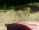 Keeled Skimmer male