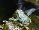 (?)Common Midwife Toad Alytes obstetricans