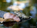 (?)Common Midwife Toad Alytes obstetricans