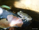 (?)Common Midwife Toad Alytes obstetricans