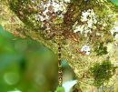 Dusk Hawker female