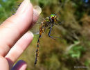 Yellow-spotted Emerald male