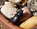 Stag Beetle female